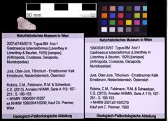 Foto (Objekt + Etiketten) von Gastrosacus tuberosiformus (Lörenthey in Lörenthey & Beurlen, 1929) (NHMW-GEO-1990-0041-0297)